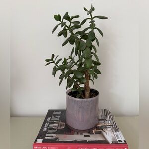 Blush Pink Glass Plant Pot